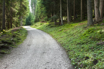 Fototapeta premium walking long a mountain road inside the woods
