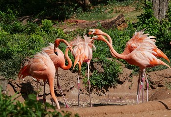 Flock of flamingos standing in the ground on a hot day