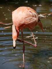Flamingo standing in water with one leg picking at his neck