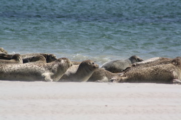 Seehunde D&uuml;ne Helgoland