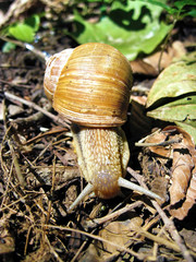 Snail closeup in natural environment