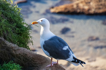 Close-up view of seagull perched on bluff at La Jolla Beach