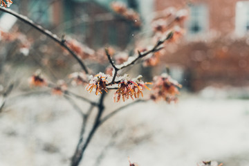 Witchhazel flower in the snow
