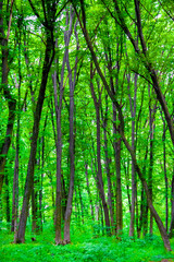 Fototapeta na wymiar Deciduous forest in spring. Natural background