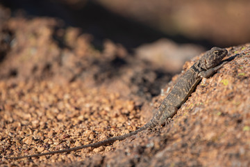 Lizard Warming