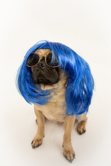 Cute and cool pug dog wearing a blue wig and sunglasses