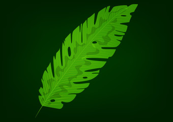 Isolated green banana leaf on black background. Vector illustration