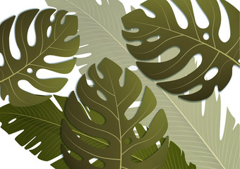 Tropical exotic banana leaves and monster on white background. Amazing leaf pattern.