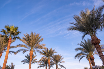 Fototapeta na wymiar fluorescent blue sky with palm trees. advertising space