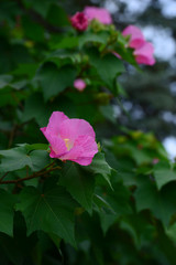 Blooming Hibiscus syriacus