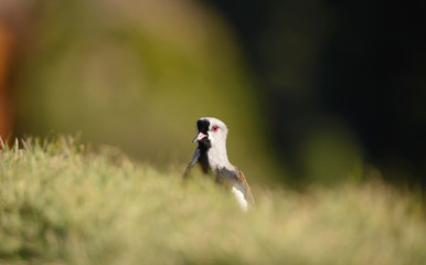 Southern Lapwing on the Grass. Tero. 
