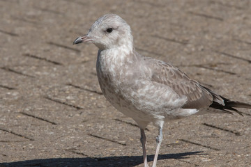 dove - Taube