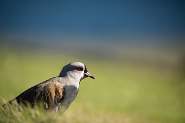 Southern Lapwing on the Grass. Tero. 