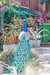 Obraz premium Peacock sitting in the forest