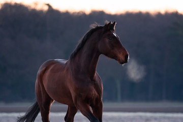 Pferd im Sonnenaufgang