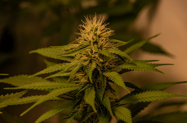 Afghan kush special variety of marijuana with flowering young bloom