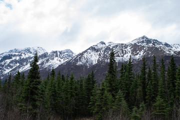 A Mountain of Trees