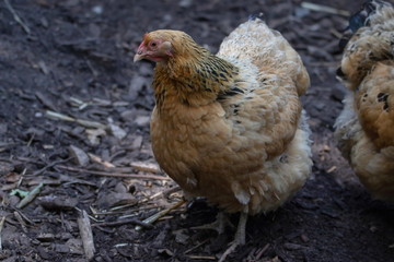 Hahn Huhn Chicken