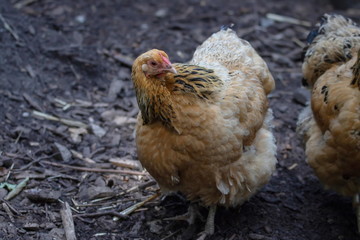 Hahn Huhn Chicken