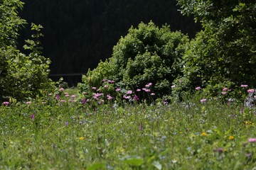 magnificent wallpaper and landscapes artvin savsat