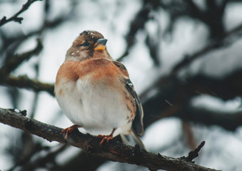 Gray-red finch reel on winter background. Close-up. Unrecognizable place. Selective focus
