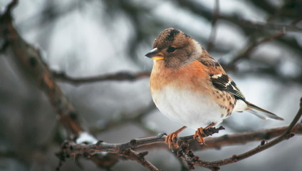 Gray-red finch reel on winter background. Close-up. Unrecognizable place. Selective focus