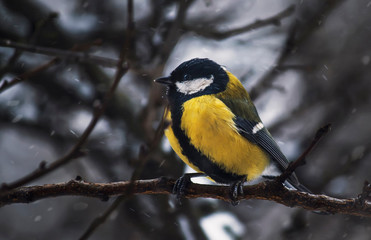 Obraz na płótnie Canvas Yellow tit on winter background. Close-up. Unrecognizable place. Selective focus