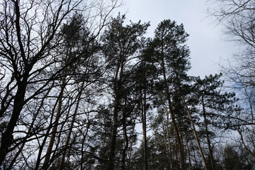 pines in the forest in winter