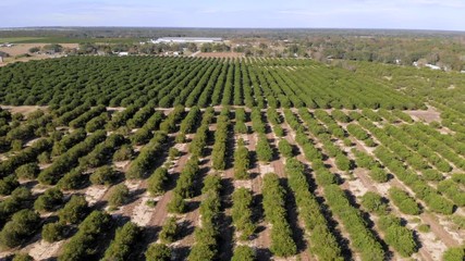 Aerial drone view of Florida orange grove with citrus fruits ready for harvest