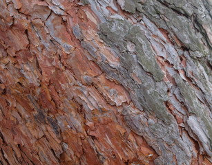 pine bark on a tree in the forest