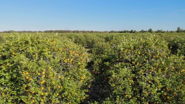 Aerial drone view of Florida orange grove with citrus fruits ready for harvest