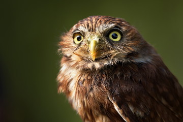 eule owl