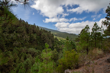 fantastic view over a forest on mountains
