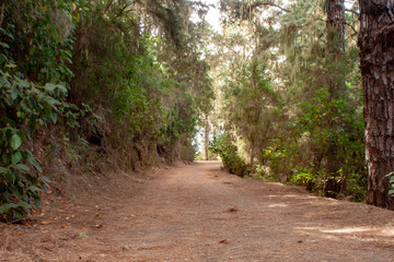 beautiful hiking trail through te forest