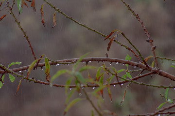 close up from almond with raindrops