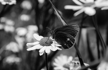 butterfly on flower