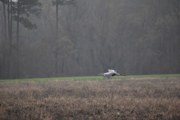 great blue heron flying over a swamp