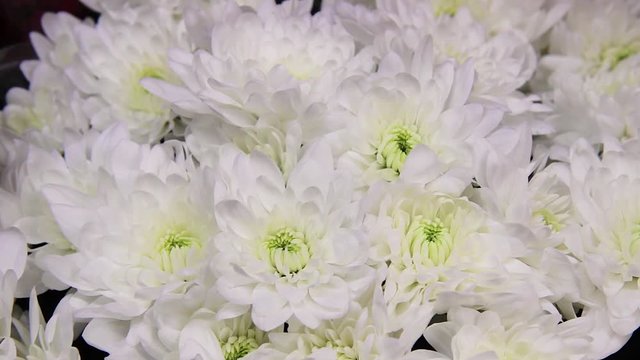 bouquet of white flowers. white chrysanthemum