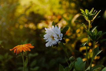 daisy in grass