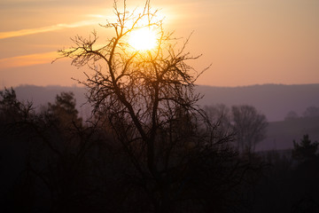 Fototapeta na wymiar Forest at early morning