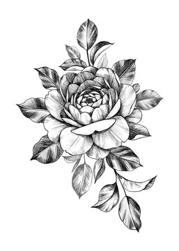 Hand drawn Composition with Rose Flower and Leaves
