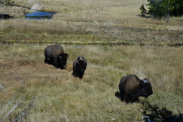USA Nationalpark Yellowstone