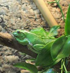 Green giant tree frog sitting on a branch.