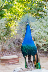 Obraz premium Peacock sitting in the forest