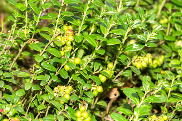 Vaccinium vitis-idaea