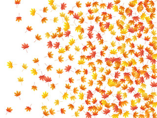 Maple leaves vector background, autumn foliage on white graphic design.