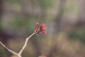 Witchhazel flower in the winter