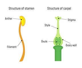 Structure of Stamen and Carpel