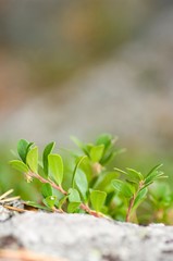 Vaccinium vitis-idaea