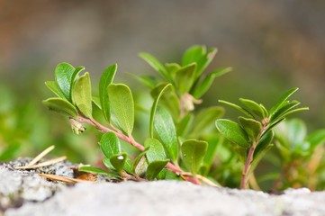 Vaccinium vitis-idaea